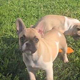 Miles - Fawn brindle and white male French Bulldog puppy in Crittenden, Kentucky from Absolute Frenchie's