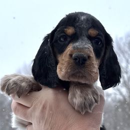 Brielle - Black white and tan female English Springer Spaniel puppy in Bay City, Wisconsin from Springer Hills Farm
