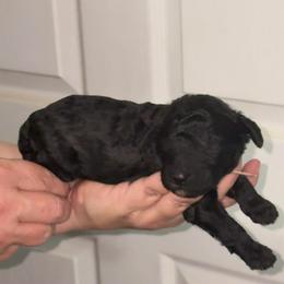 Sage - Black male Poodle puppy in Calhoun, Georgia from Johnson Kennels