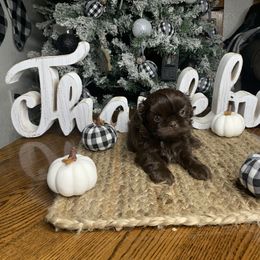 Shih Tzu Puppies from Socal Mother Of Shih Tzus
