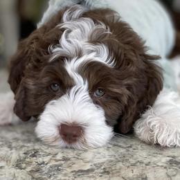 Australian Labradoodle Puppies from Integrity Labradoodles