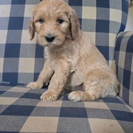 Cora - Caramel red female Labradoodle puppy in Galt, Missouri from Only Doodles!