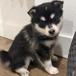 Eddie - Black and white male Pomsky puppy in Tonasket, Washington from Washington Pomskies