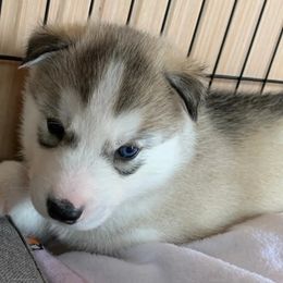Siberian Husky Puppies from Canace Siberians