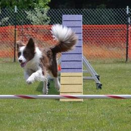 Border Collies from Destined Stars Border Collies