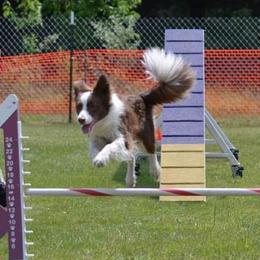Border Collies from Destined Stars Border Collies