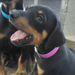 Whistle Chaser - Black and rust male Doberman Pinscher puppy in Valley View, Texas from Daystar Dobermans