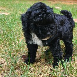 Oreo - Black male Poodle puppy in Kannapolis, North Carolina from Carolina Poodle Palace