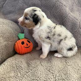 Orange - Blue merle male Australian Shepherd puppy in Gill, Colorado from Westwood Australian Shepherds