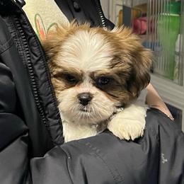 Black collar-Cash - Black gold and white male Shorkie puppy in Mays Landing, New Jersey from Fancy Paws Shorkies & Shih Tzus