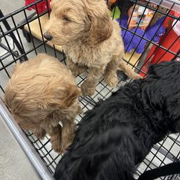 Goldendoodle Puppies from Dream Lake Doodles