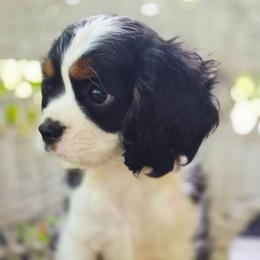 Abilene - Tri-color female Cavalier King Charles Spaniel puppy in Watsontown, Pennsylvania from Huntsman Cavaliers
