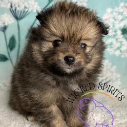 HOLD AKC BABE - Orange sable male Pomeranian puppy in Watkins Glen, New York from Wicked Spirits Pomeranians