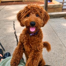 Goldendoodle puppies from Golden Maxim Kennels