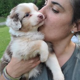 Australian Shepherd, Miniature American Shepherd, and Miniature Australian Shepherd Puppies from Copper Sky Aussies & Mini American Shepherds