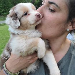 Australian Shepherd, Miniature American Shepherd, and Miniature Australian Shepherd Puppies from Copper Sky Aussies & Mini American Shepherds