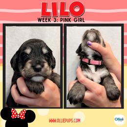 Lilo (Pink) - female Golden Mountain Doodle puppy in Boiling Springs, South Carolina from OlliePups, LLC