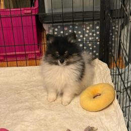 Finn - Black and tan parti male Pomeranian puppy in Success, Missouri from Sweet Success