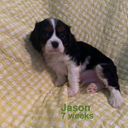 Barron Maximillian (Jason) - Tri-color male Cavalier King Charles Spaniel puppy in Broken Arrow, Oklahoma from Cavalier King Charles Heartland