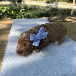 Cavapoo, Cockapoo, Goldendoodle, and Maltipoo Puppies from Perdue Puppies