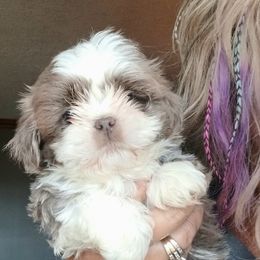Aussiedoodle, Bernedoodle, Poodle, Shihpoo, and Shih Tzu Puppies from Route 66 Poodles & Doodles, Sapphire Shih-tzu's of Ohio