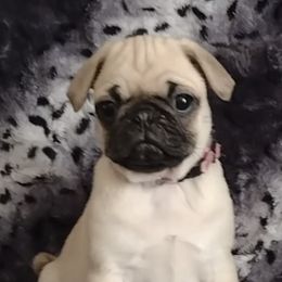 Pugs from Sundance Pugs