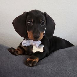 Zephyr - Dachshund