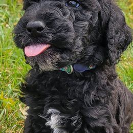 Goldendoodles from Black Oak Doodles