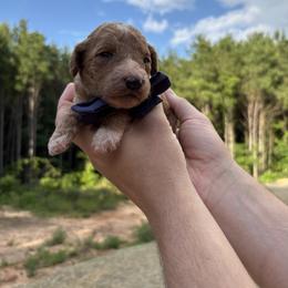 Peter Pan - Parti male Goldendoodle puppy in Pittsburg, Texas from Peachy Pine Goldendoodles