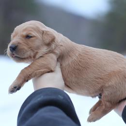 Boy 1 - Golden male Golden Retriever puppy in Lucasville, Ohio from Trusting Hearts Kennel