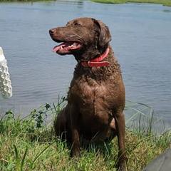 Chesapeake Bay Retrievers and German Shorthaired Pointers from GSP Outdoors