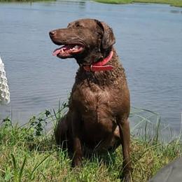 Chesapeake Bay Retrievers and German Shorthaired Pointers from GSP Outdoors