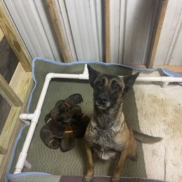 Fantasy - Belgian Malinois