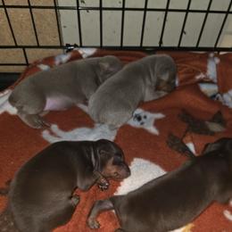 XFM1 9-26 - Fawn (isabella) and tan male Miniature Pinscher puppy in Middle Point, Ohio from Knisely's Min Pins-AKC