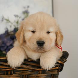 Mr Red - Golden male Golden Retriever puppy in Moapa, Nevada from Little Bitta Luck Farms