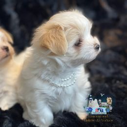 Athena - White and tan female Morkie puppy in Bennettsville, South Carolina from Cottonwood Maltese