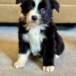 Black bi male - Black & white male Miniature Australian Shepherd puppy in Lemon Cove, California from Magic Ranch Mini Aussies