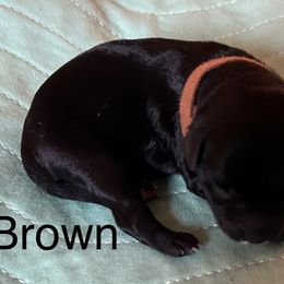 Brown - Black female Miniature Schnauzer puppy in Newburgh, Indiana from Lakehouse Miniature Schnauzers of Southern Indiana