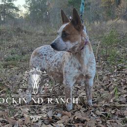 Hennessey - AKC - Australian Cattle Dog