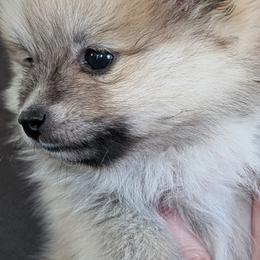 Pomeranian Puppies from TAMARA PLANIDA