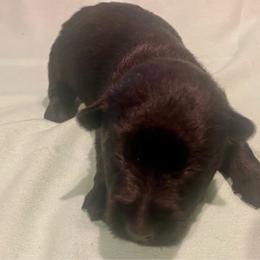 Birch (Orange) - Black male Scottish Terrier puppy in Jefferson, North Carolina from McGuire’s High Country Terriers