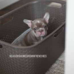 Isabella Female - Tricolors female French Bulldog puppy in Blue Ridge, Texas from Beason’s HomeGrown Frenchies