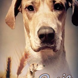 Rosie - Great Dane