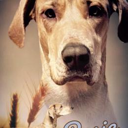 Rosie - Great Dane