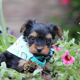 Bethany - Black and tan female Yorkshire Terrier puppy in Hughesville, Missouri from Puppykiss4u