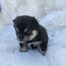 Nina - Black and white female Pomsky puppy in Wyoming from 307 Pomskys