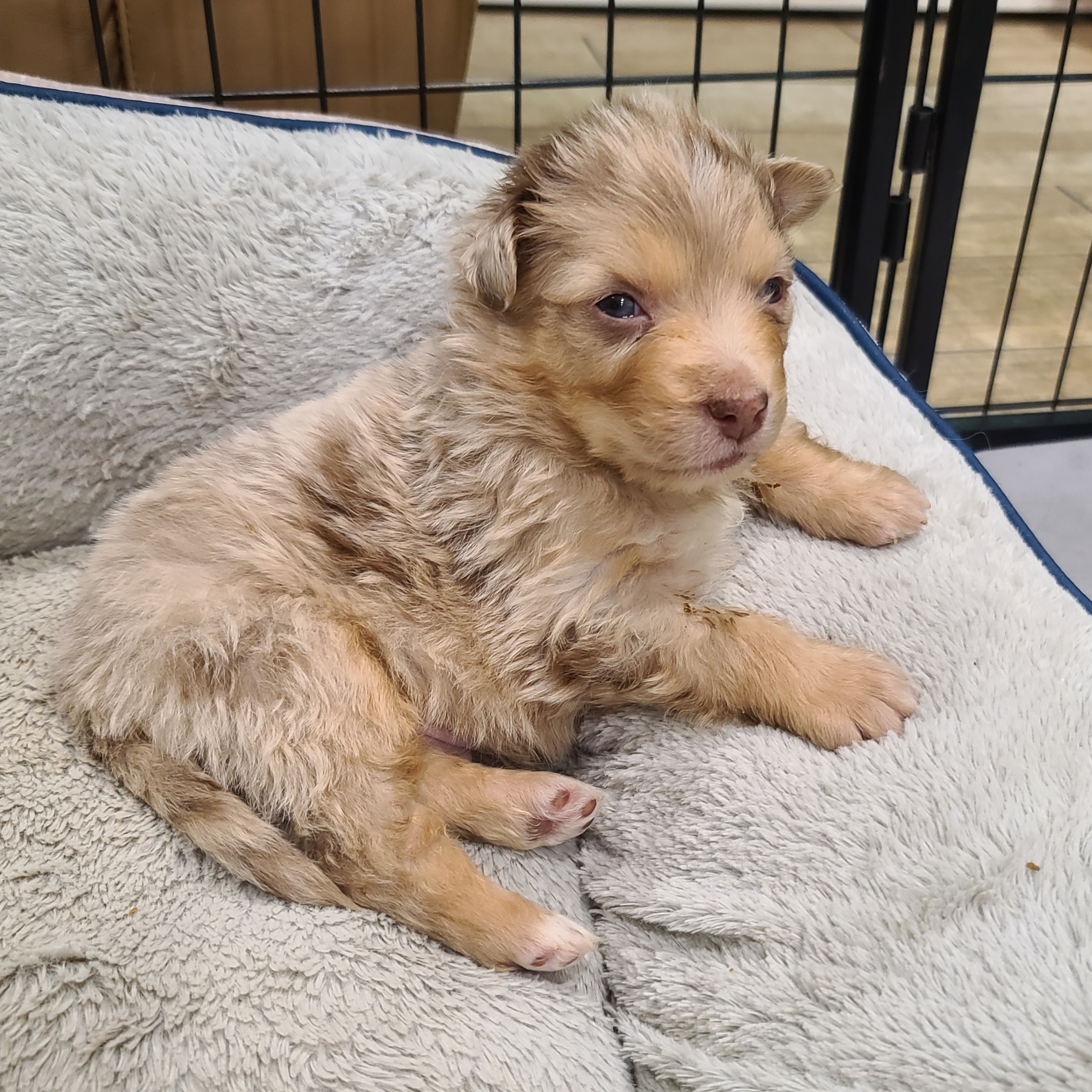 Australian Shepherd Puppies from Whitfarm Aussies
