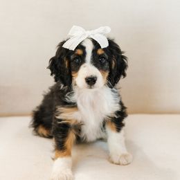 No Collar Female Cowgirl - Tri-color female Bernedoodle puppy in Kamas, Utah from A + E Farms