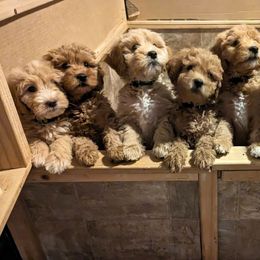 Goldendoodle Puppies from Rocks & Roses Doodles