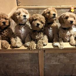 Goldendoodle Puppies from Rocks & Roses Doodles